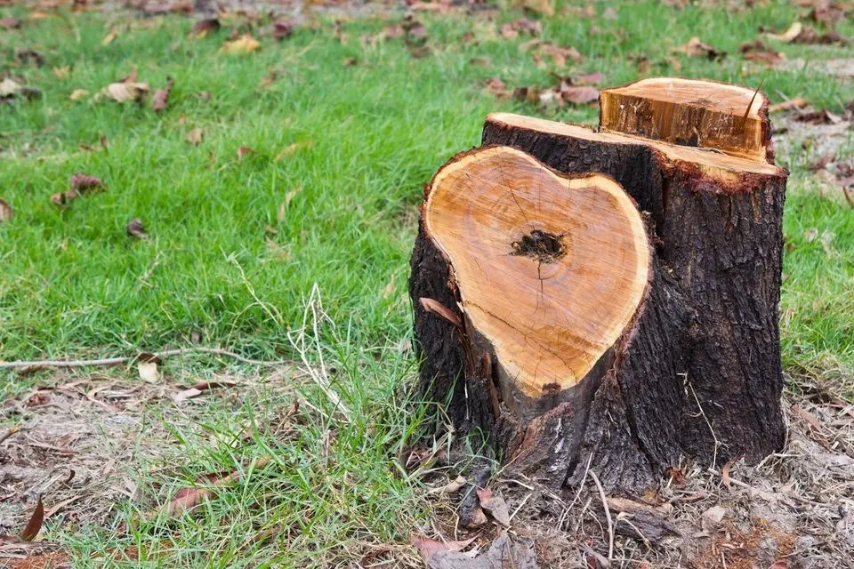 land clearing