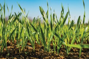 food plot accessories