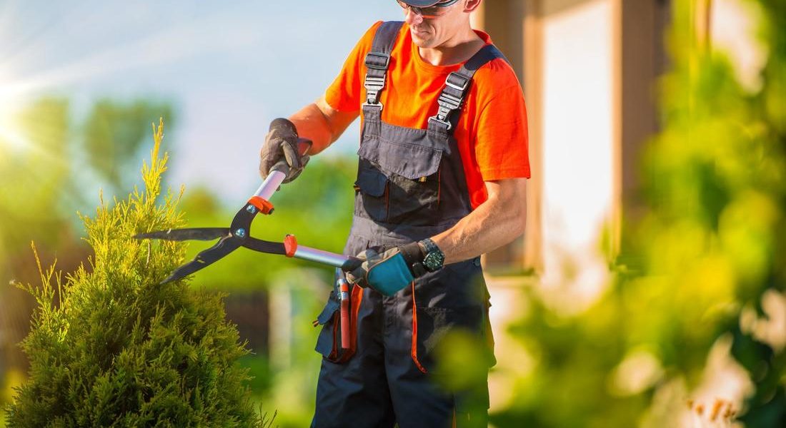 Top Three Tree Care And Services You Need