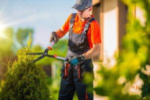 Top Three Tree Care And Services You Need