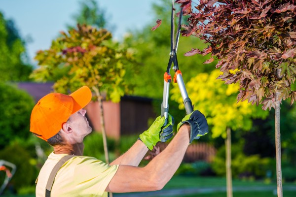 Tree Care Company