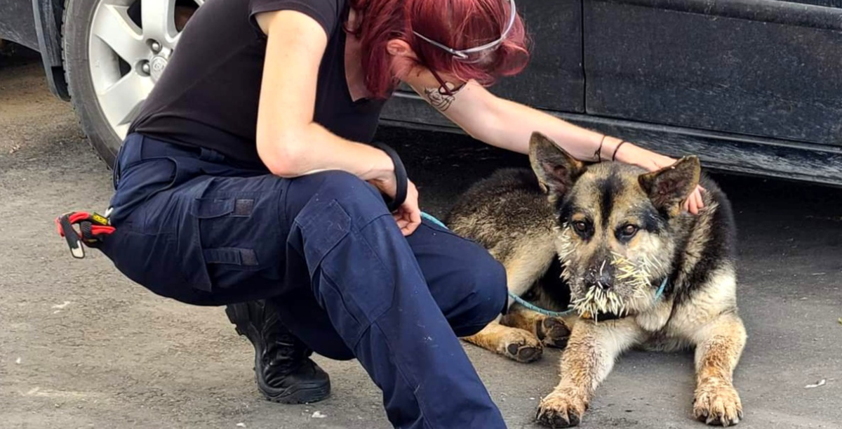 wildlife removal san antonio