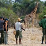 Understanding the Health Risks Associated with Wildlife in Residential Properties