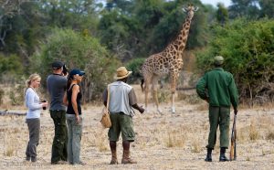 Understanding the Health Risks Associated with Wildlife in Residential Properties