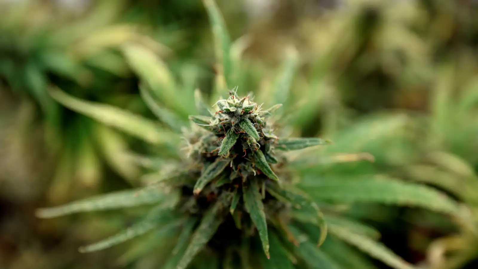 best thca flower online