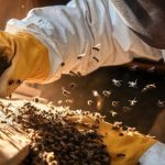 Skilled Bee Removal Experts Specialize in the Removal of Difficult Hive Locations