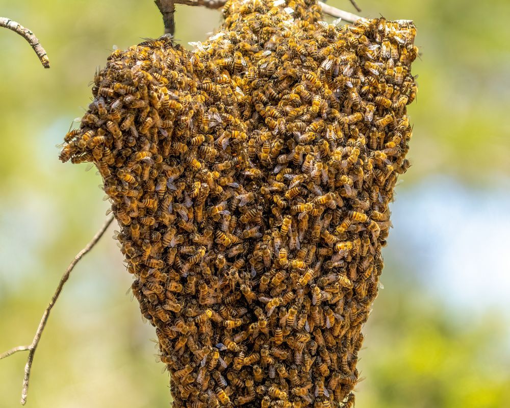 bee removal Los Angeles