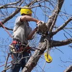 Why Homeowners Trust Professional Arborist Services