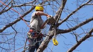 Why Homeowners Trust Professional Arborist Services