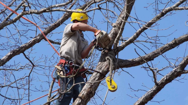 Why Homeowners Trust Professional Arborist Services